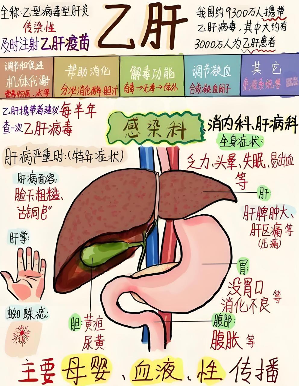 乙肝的肝脏照片图片