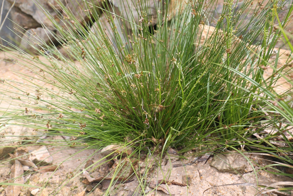今天跟大家分享一味专供失眠多梦的好食材