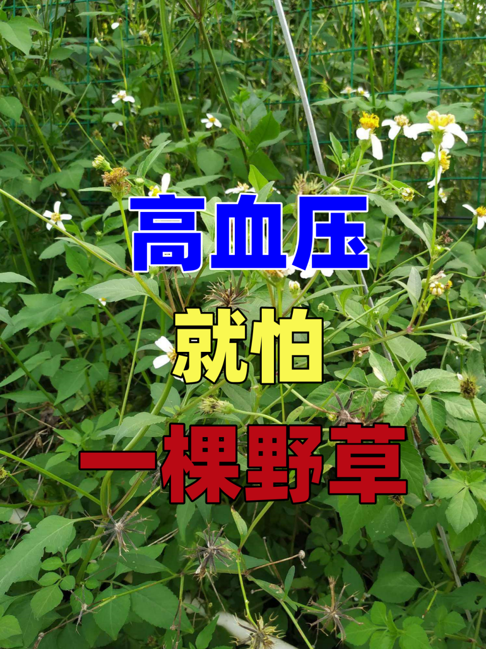 鬼针草的吃法图片