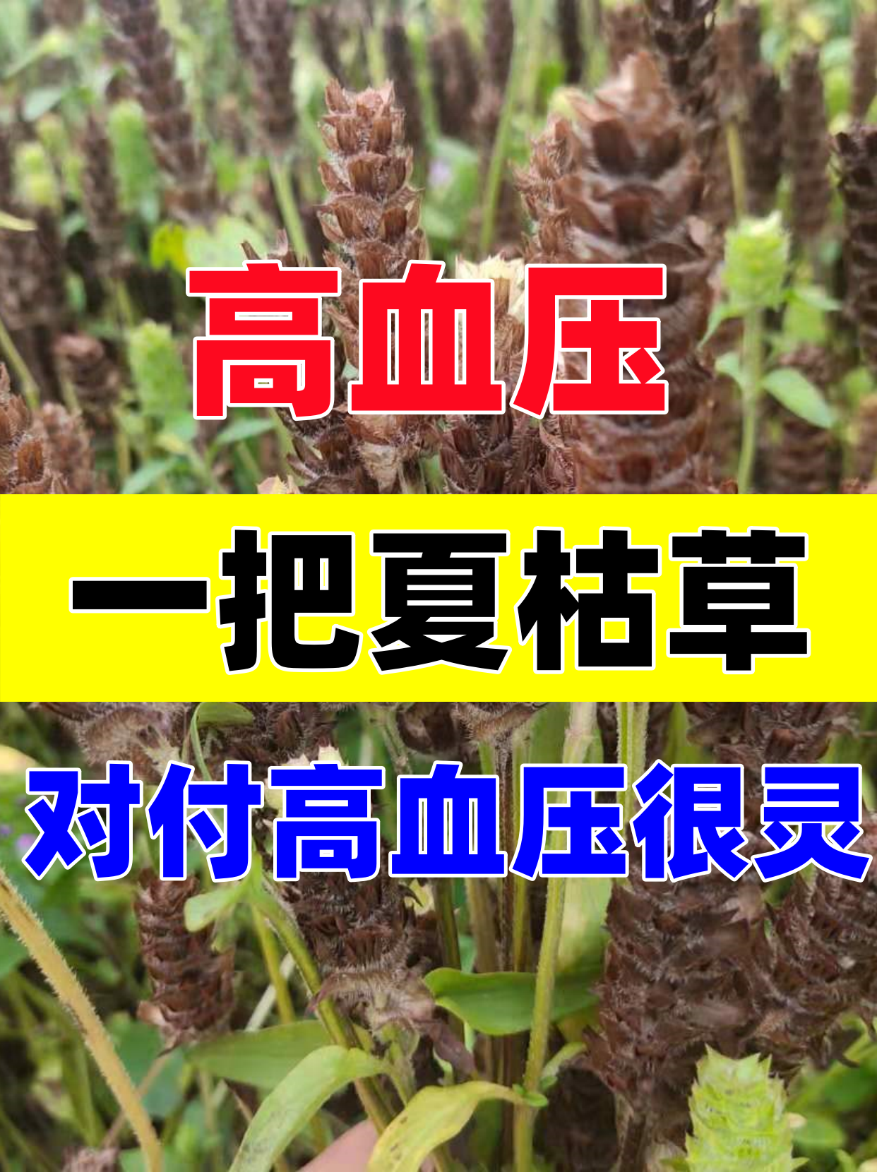 在农村种什么药材最赚钱呢(在农村种植什么药材比较不愁销售)