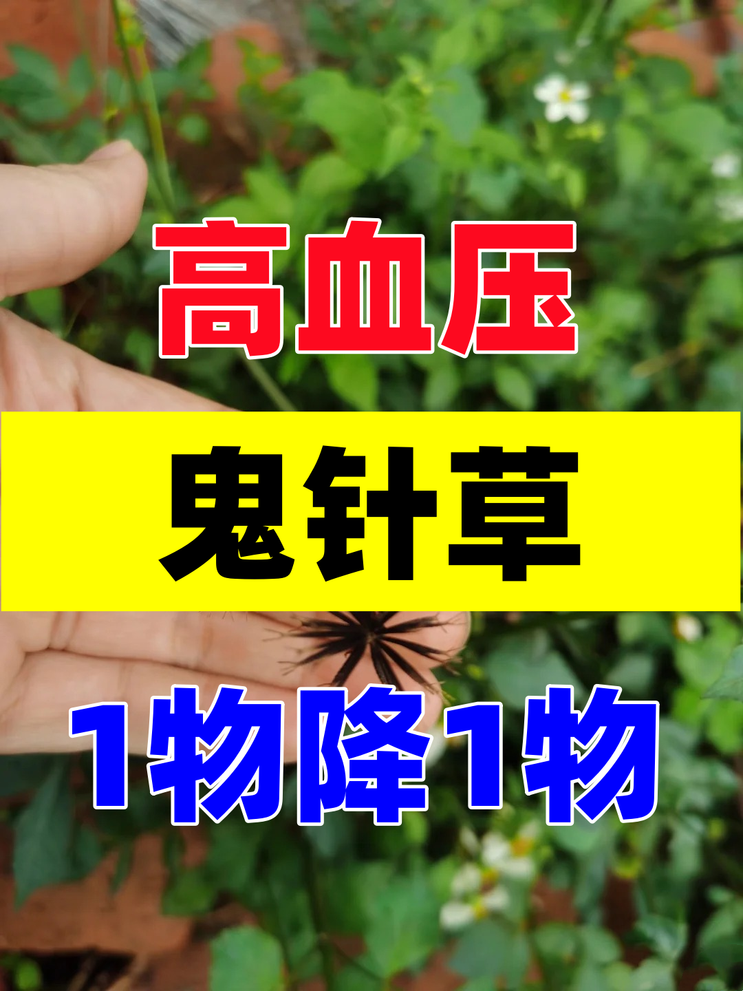 乡村田野边缘,悄悄生长着一种貌不惊人却藏着大学问的植物