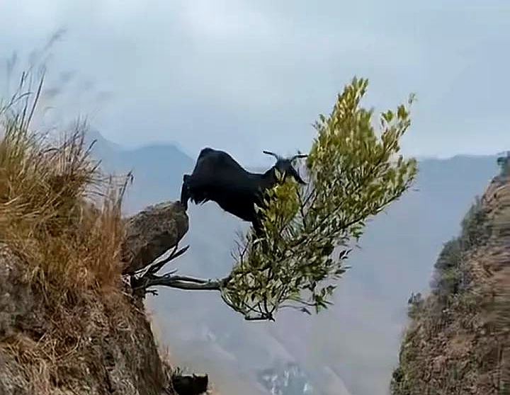 一只羊,在悬崖边走动,一不留神,脚下的土地突然消失,它直直坠入虚无