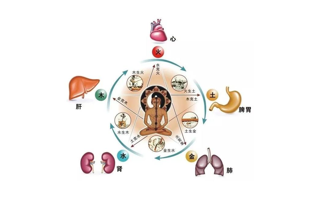 五脏图片脏腑图中医五脏脏腑图片五脏的图片中医五脏六腑中医五脏图片