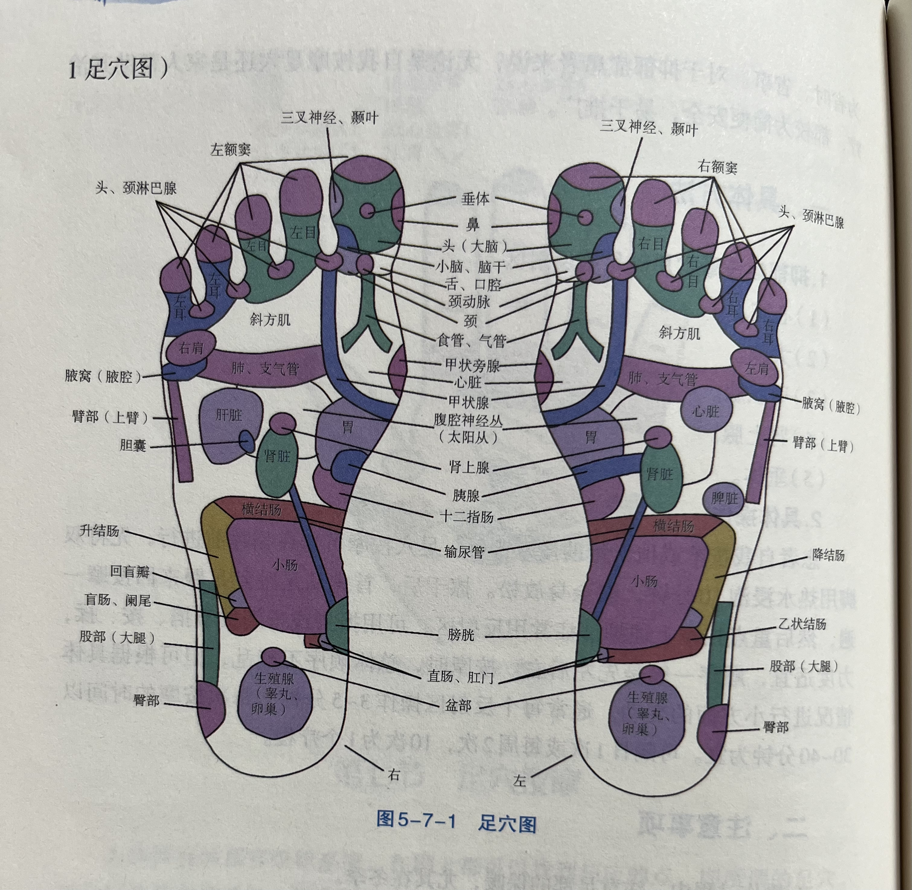 足部脑垂体的位置图图片