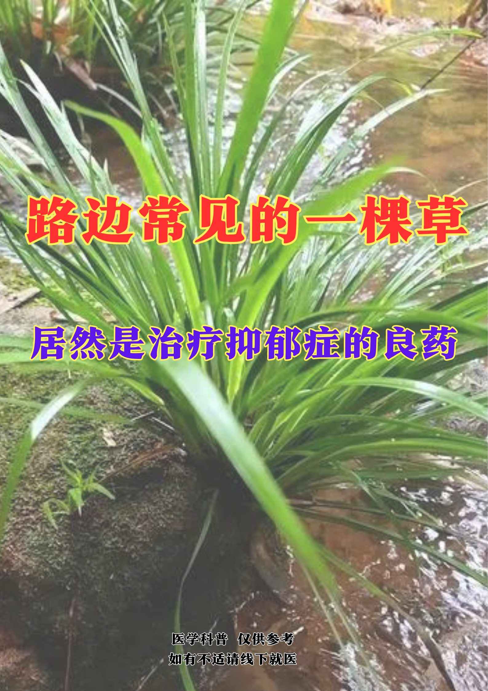 野生藏药植物名称图片图片