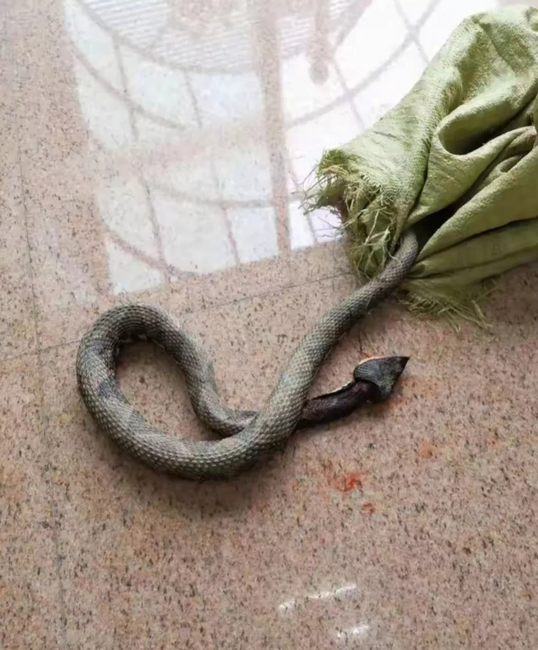 广西桂林,有一位村民在山上抓到了一条黑色大蛇,大蛇被装在布袋里