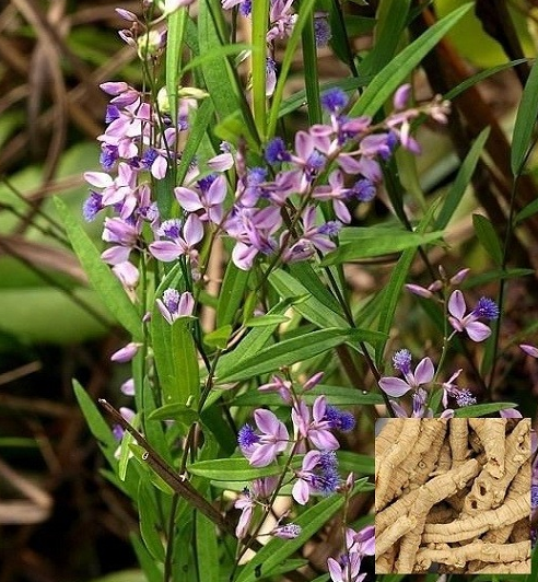 焦虑症:入秋后谨防燥邪加重,用它煎服一天一次,内火