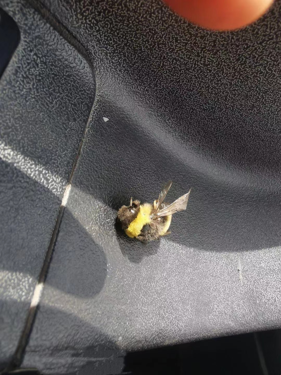 这个熊蜂快要死了记得上次在科普视频里看过熊蜂在采蜜飞累时可能会
