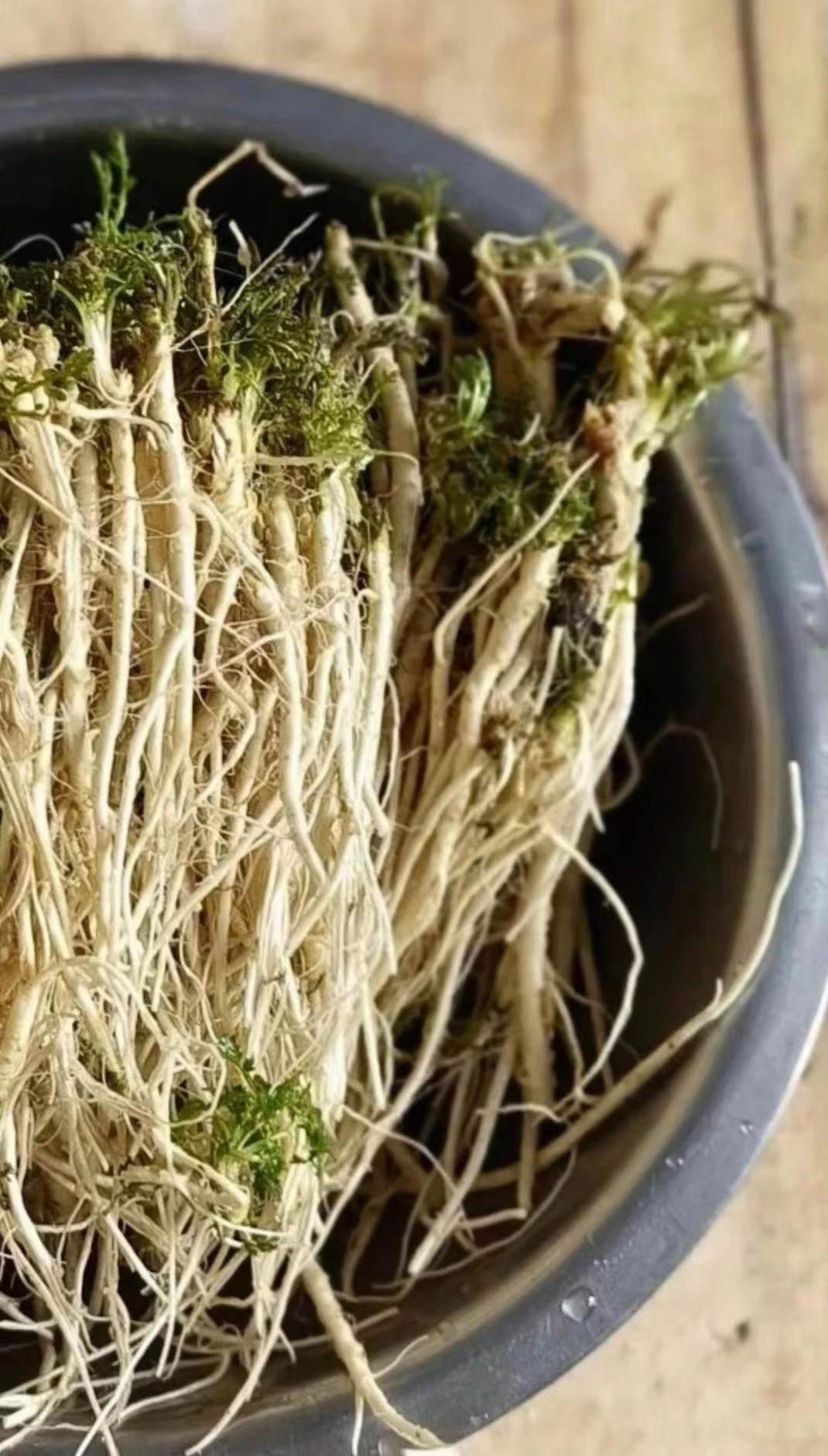 回老家,邻居送了我一些看起来像人参的根茎,可仔细一看,原来是荠菜根!