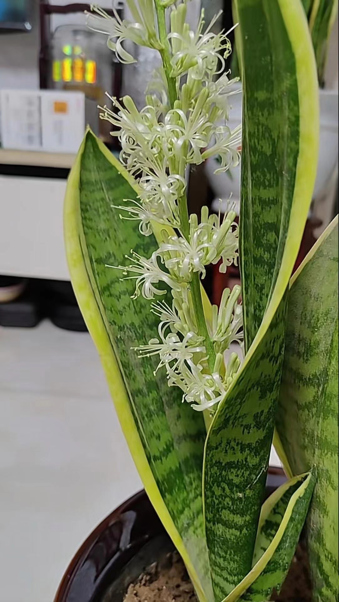 去同事家玩,她家养的这盆虎皮兰,开花开的可漂亮 了,而且还特别香,我