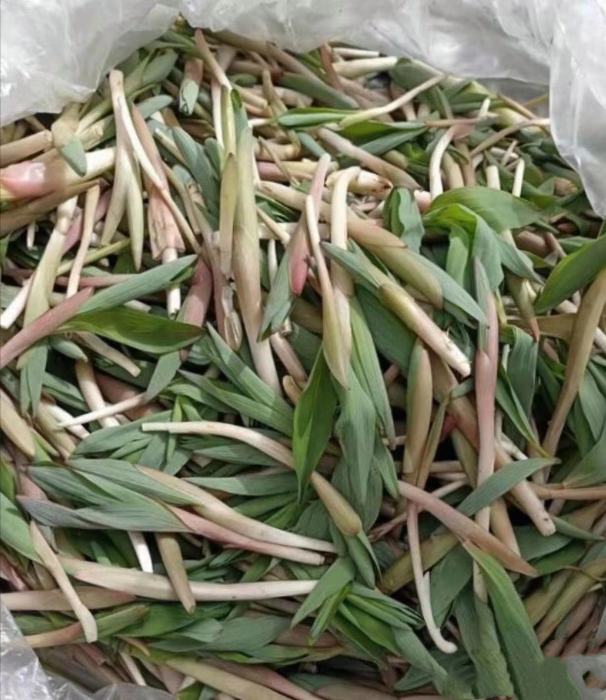 在集市上看到一种久违的野菜