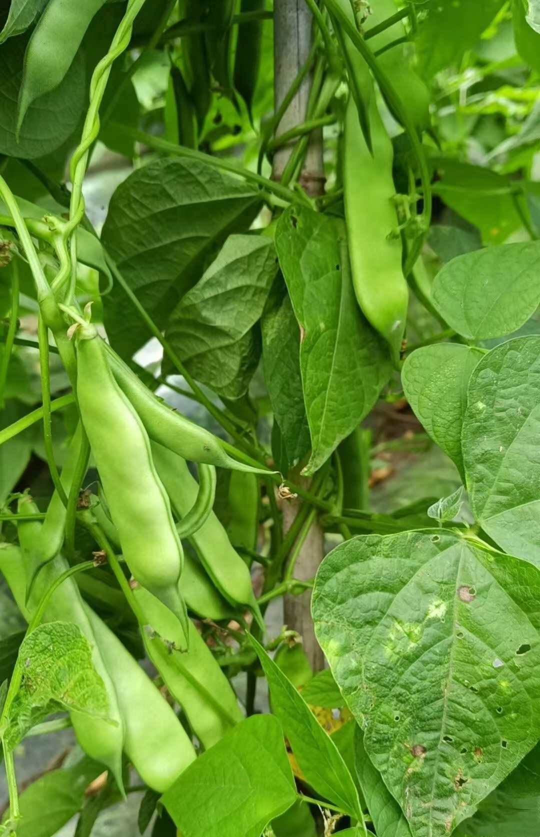 但这么多豆角也一次性也吃不完,不知道这种扁豆角煮一下,晒干是否能放