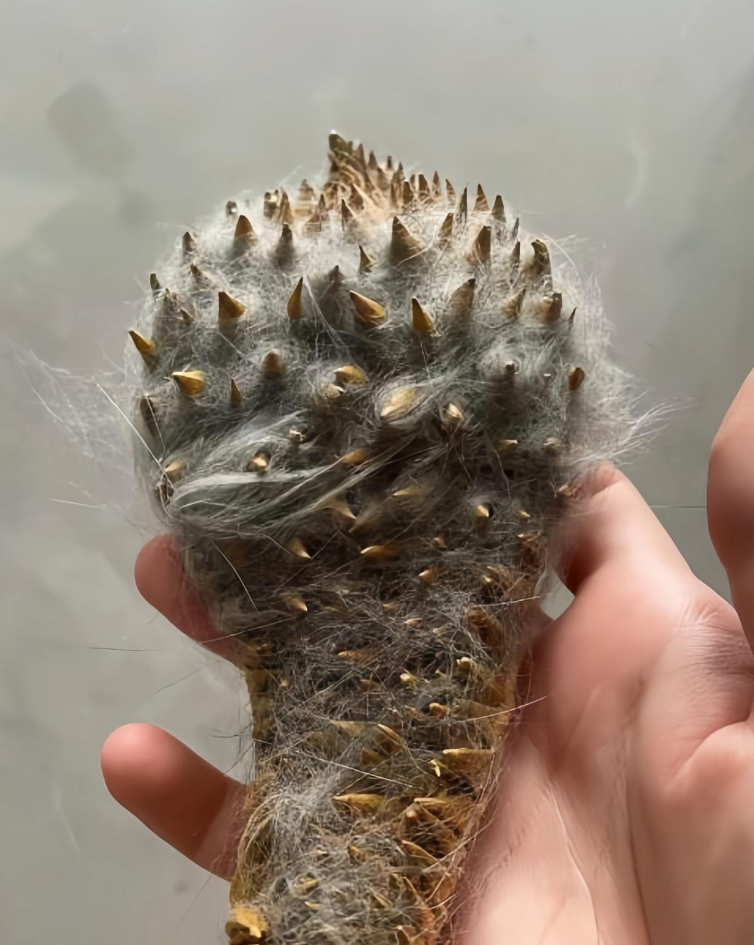 吃剩的榴莲皮不要扔,晾干之后用来给宠物梳毛很好用