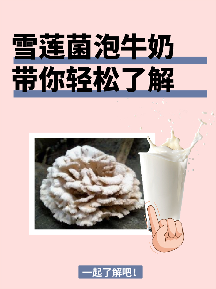 雪莲菌泡牛奶究竟有哪些功效?
