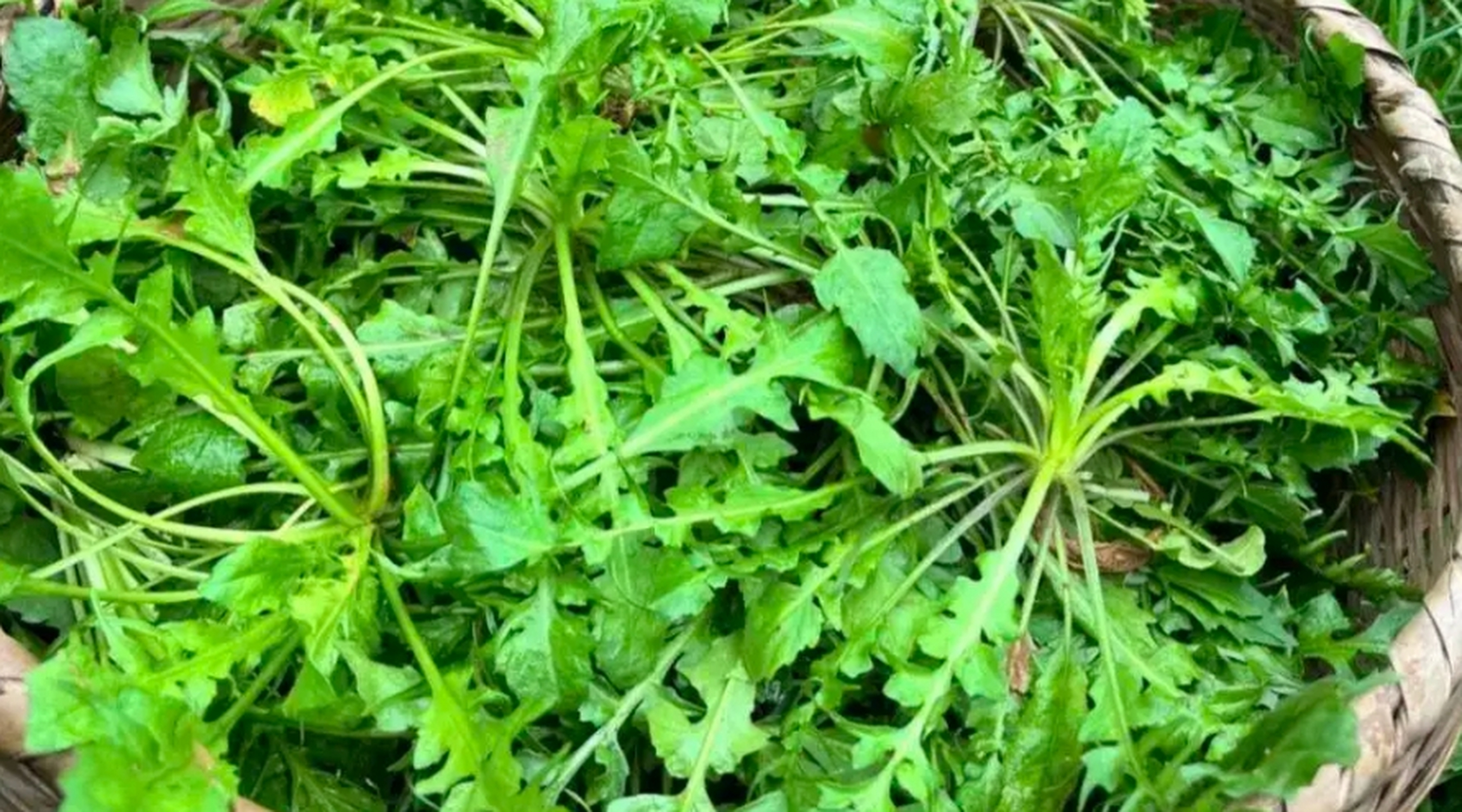今天给大家介绍一个药食同源的"野菜"——荠菜,能改善耳鸣耳聋,实惠
