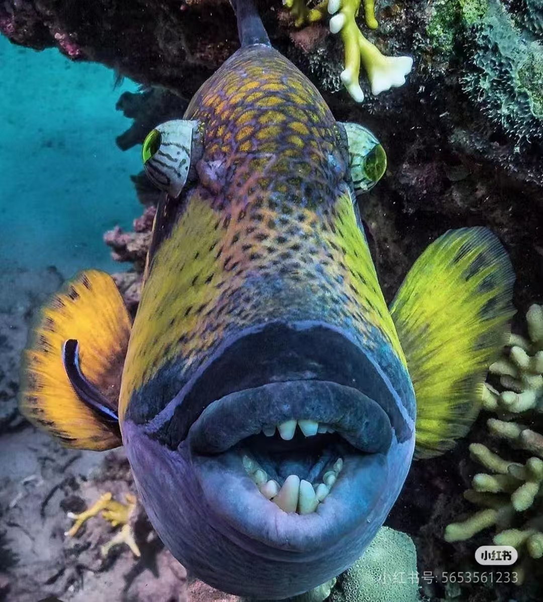 这种鱼的嘴唇比女生的嘴唇还要性感,被它亲上一口绝对会在你脸上留下