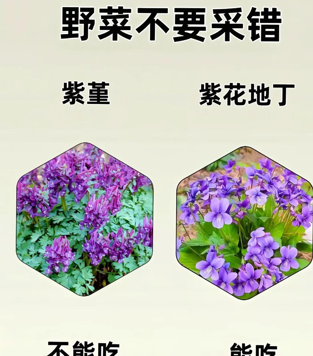 那些开在田埂边的黄花菜长在树梢头的香椿芽瞅