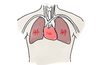 乳房心肺区位置图片图片