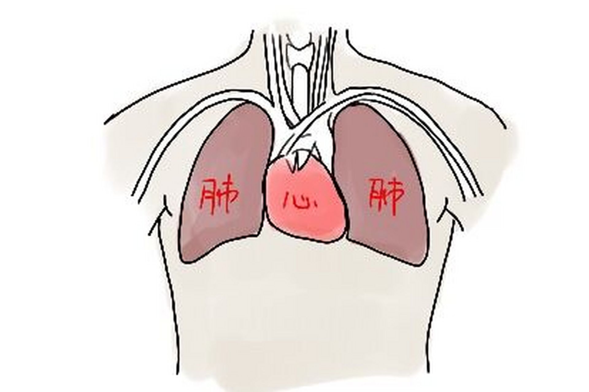 然而,手术过程中可能会因为一些因素间接影响到心肺功能.