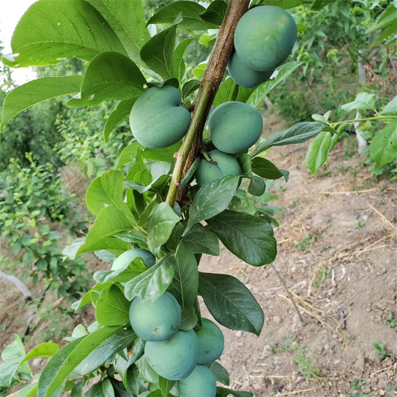 一,女神西梅的品种优势及果实口感  女神西梅作为近年来备受瞩目的