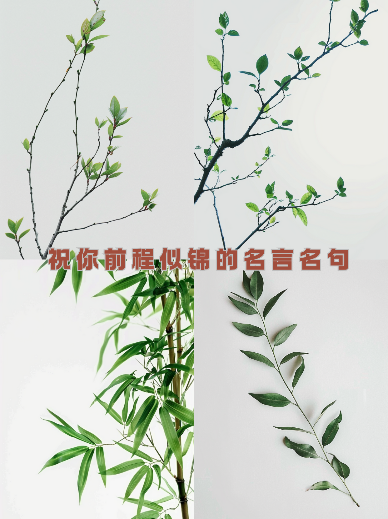 坚定信念的名言和诗句大全图片(坚定信念的诗句有哪些)