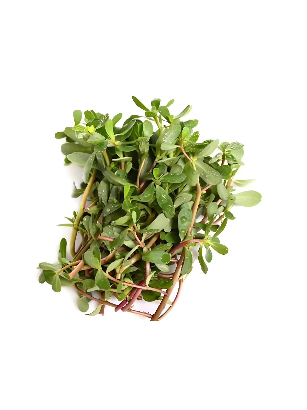 马齿苋菜图片  马齿苋(portulaca oleracea)是一种常见的野菜,外形