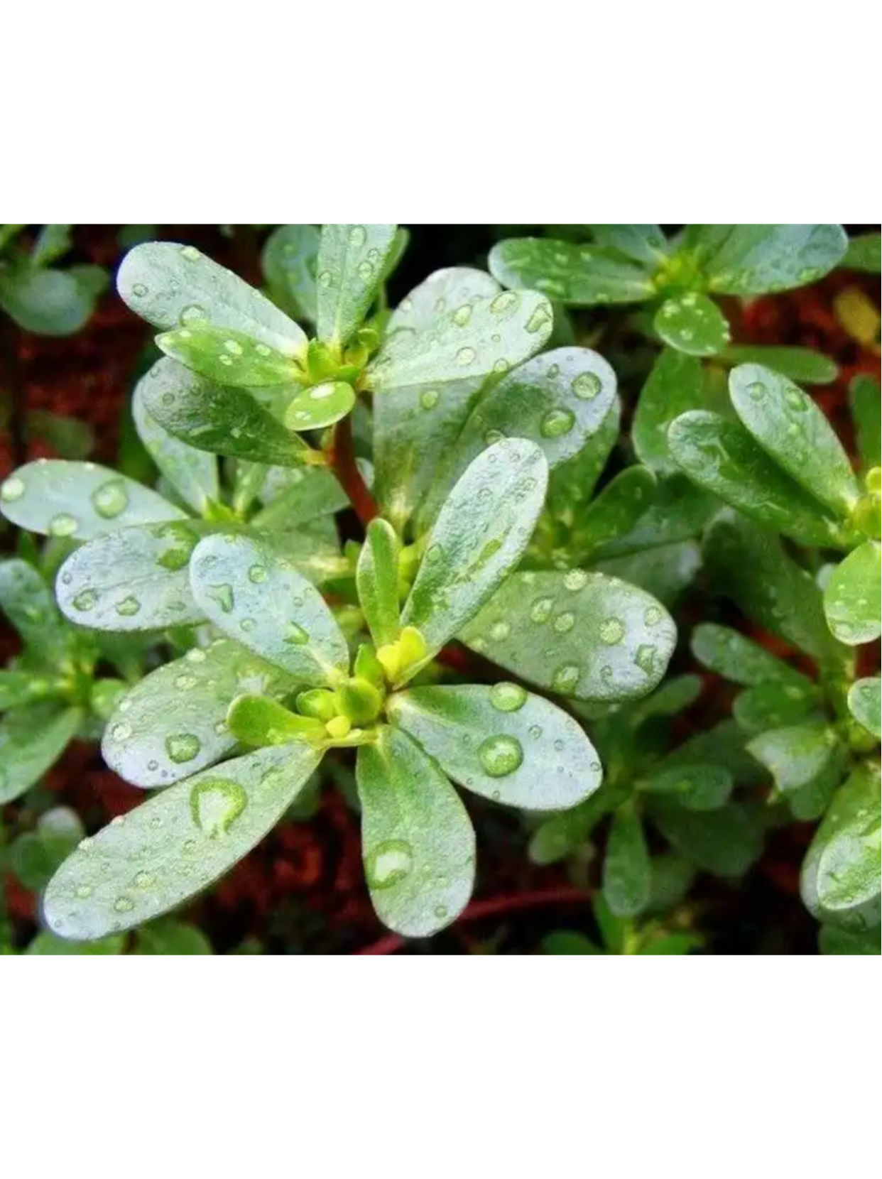 马齿苋菜图片  马齿苋(portulaca oleracea)是一种常见的野菜,外形