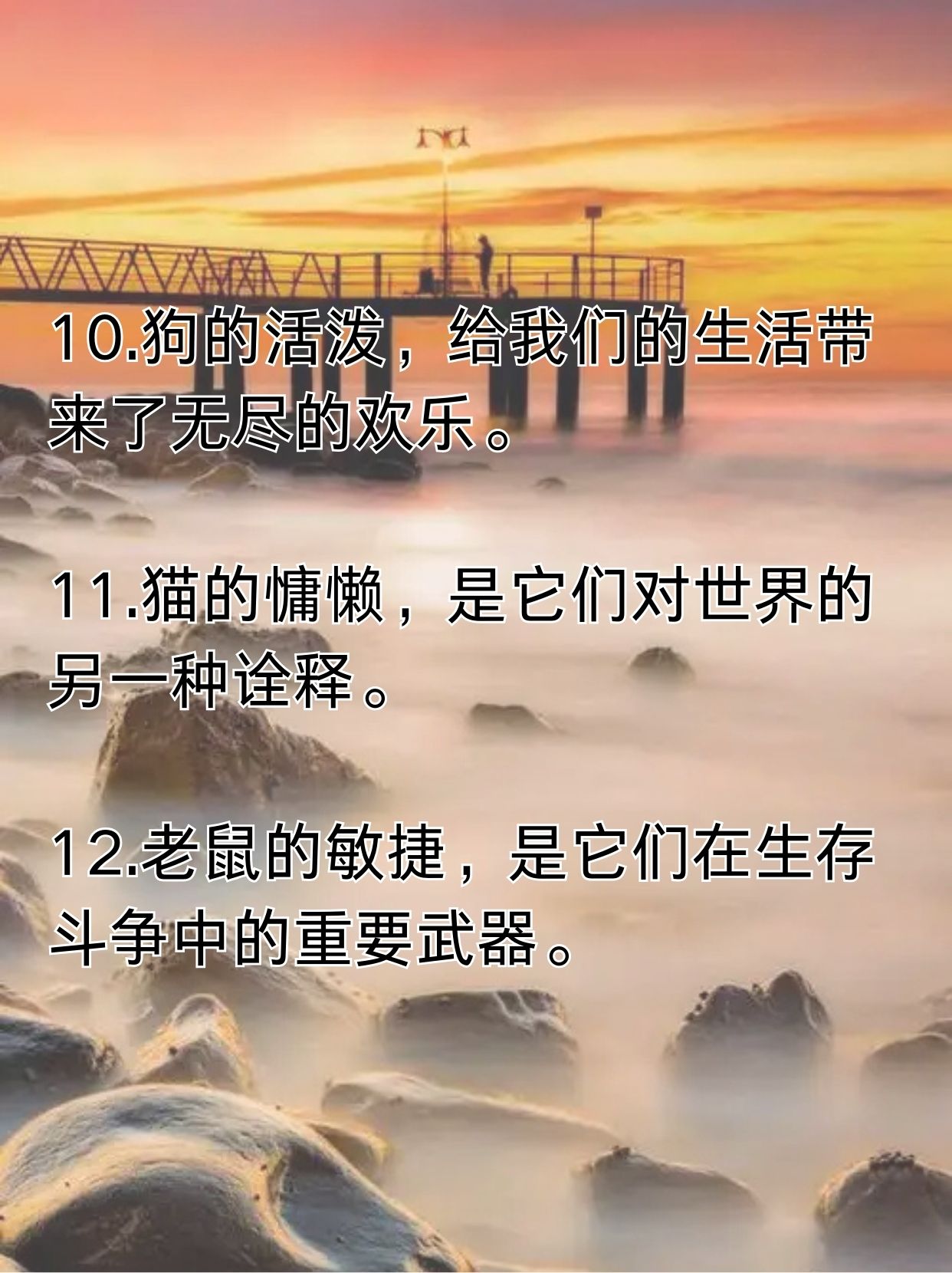 狗猫鼠中的狗代表什么
