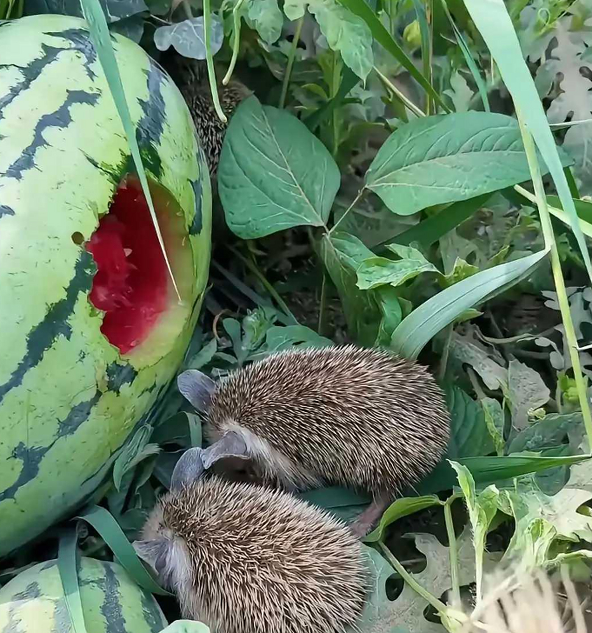 整整齐齐的一家三口,没想到连刺猬都喜欢吃西瓜.