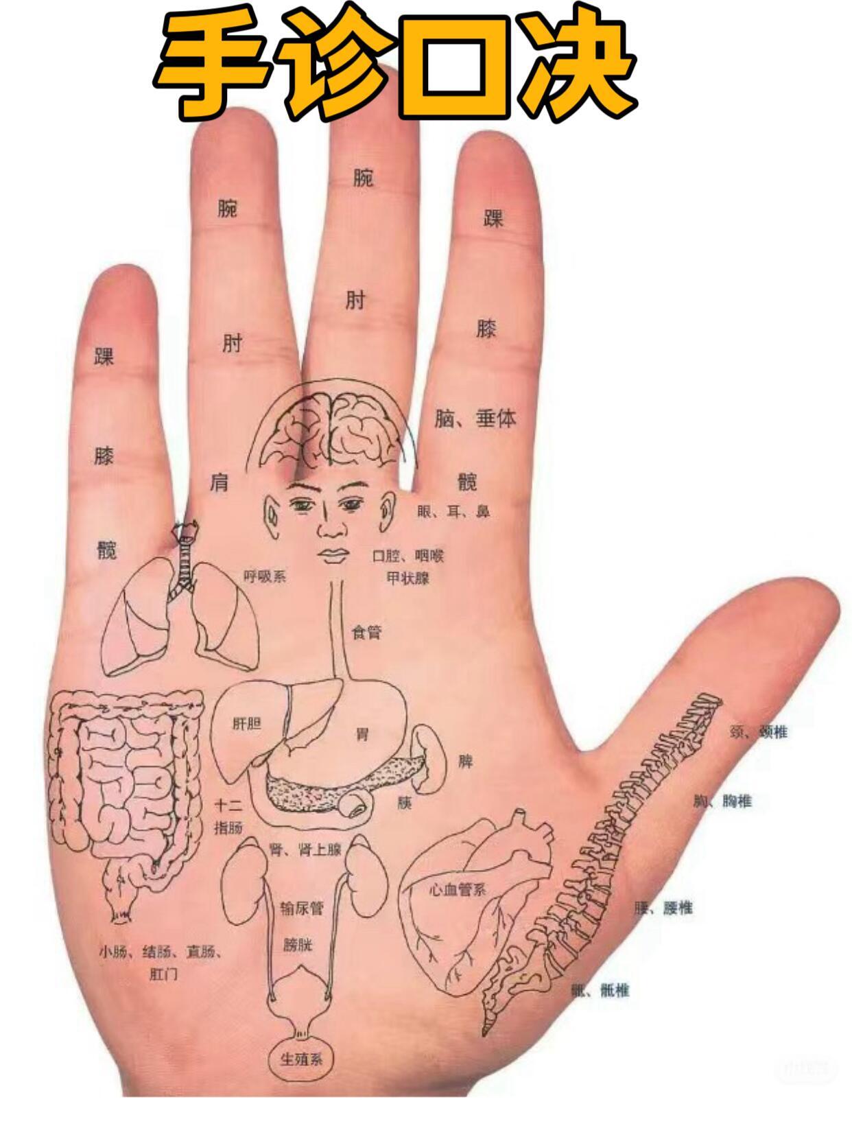 泽氏手诊图解图片
