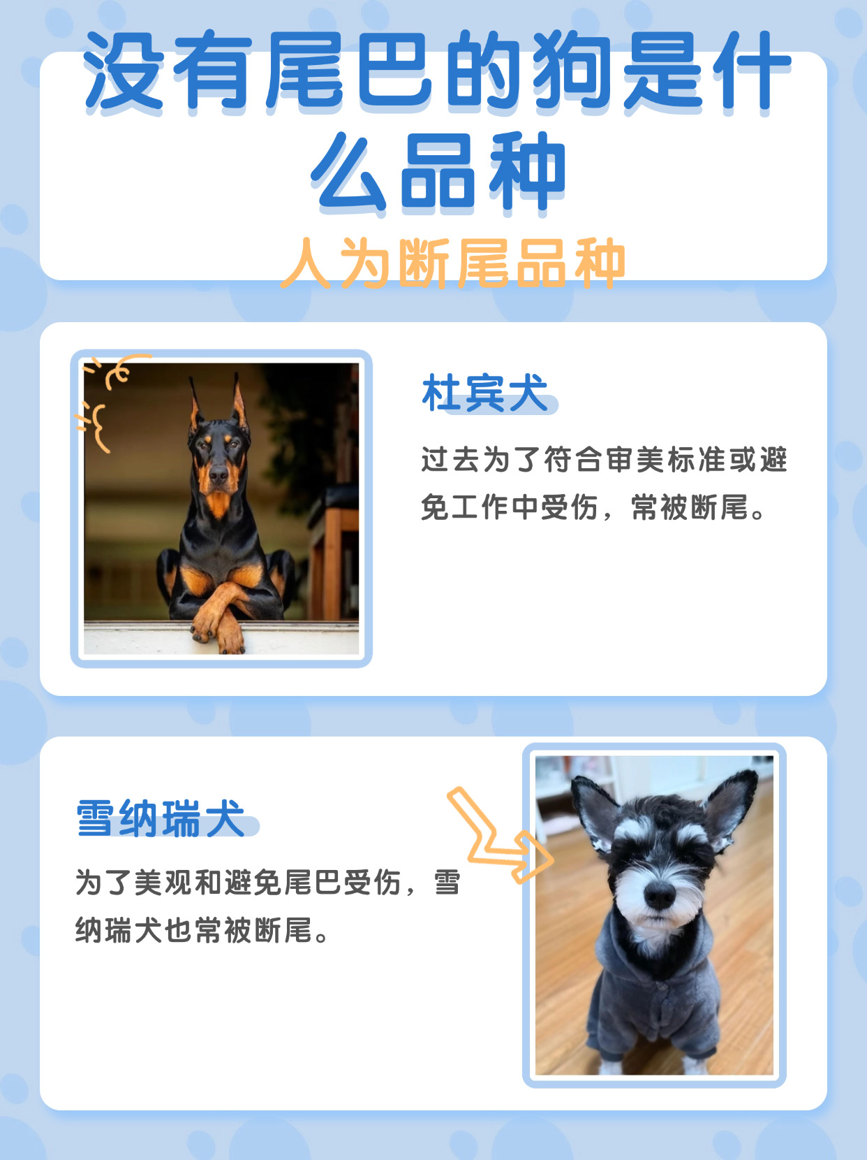 首先啊有些狗狗是天生尾巴就超短的比如柯基犬它们的小短腿和