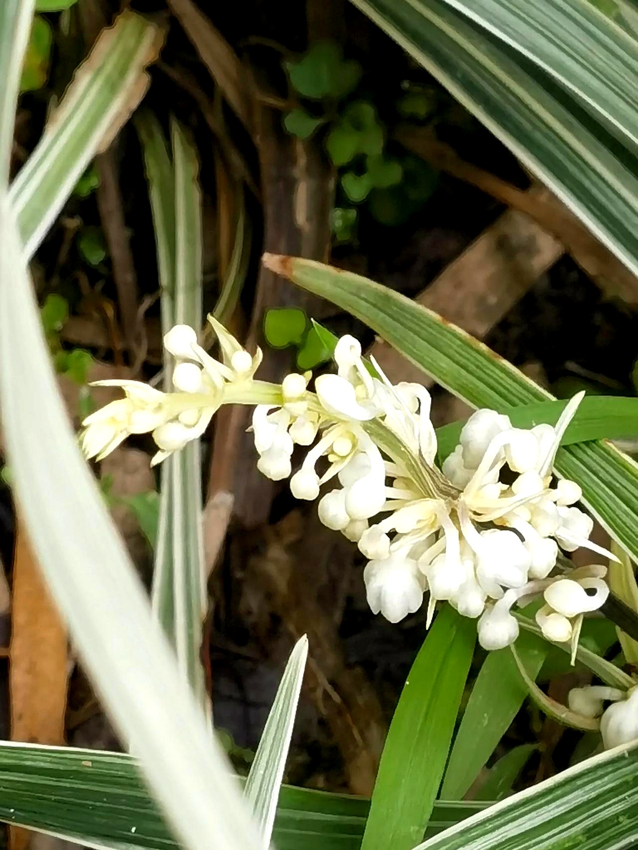 它甚至难倒了识花软件