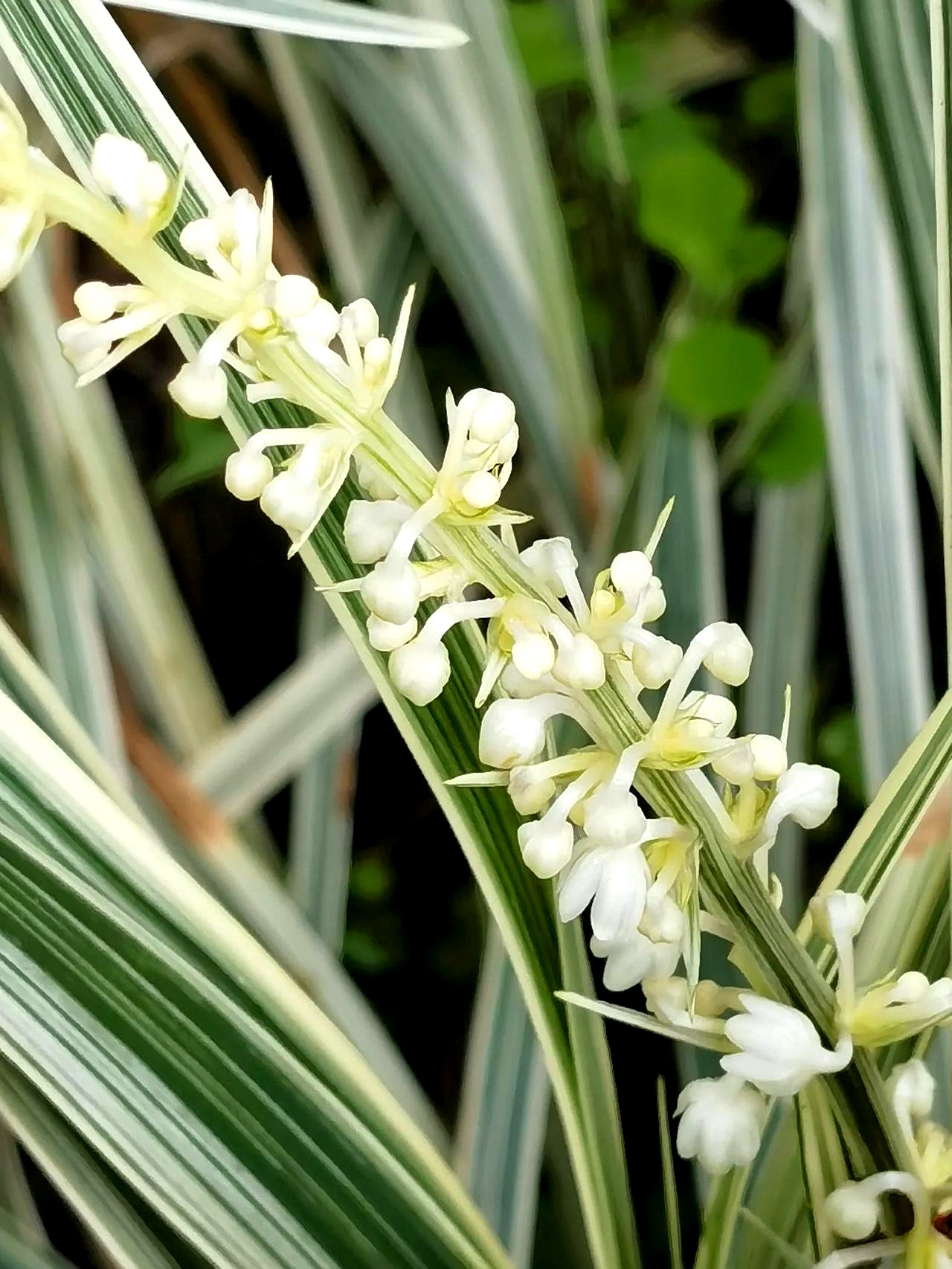 它甚至难倒了识花软件