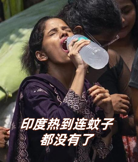 印度阿三热惨了,50度高温连蚊子都灭绝了