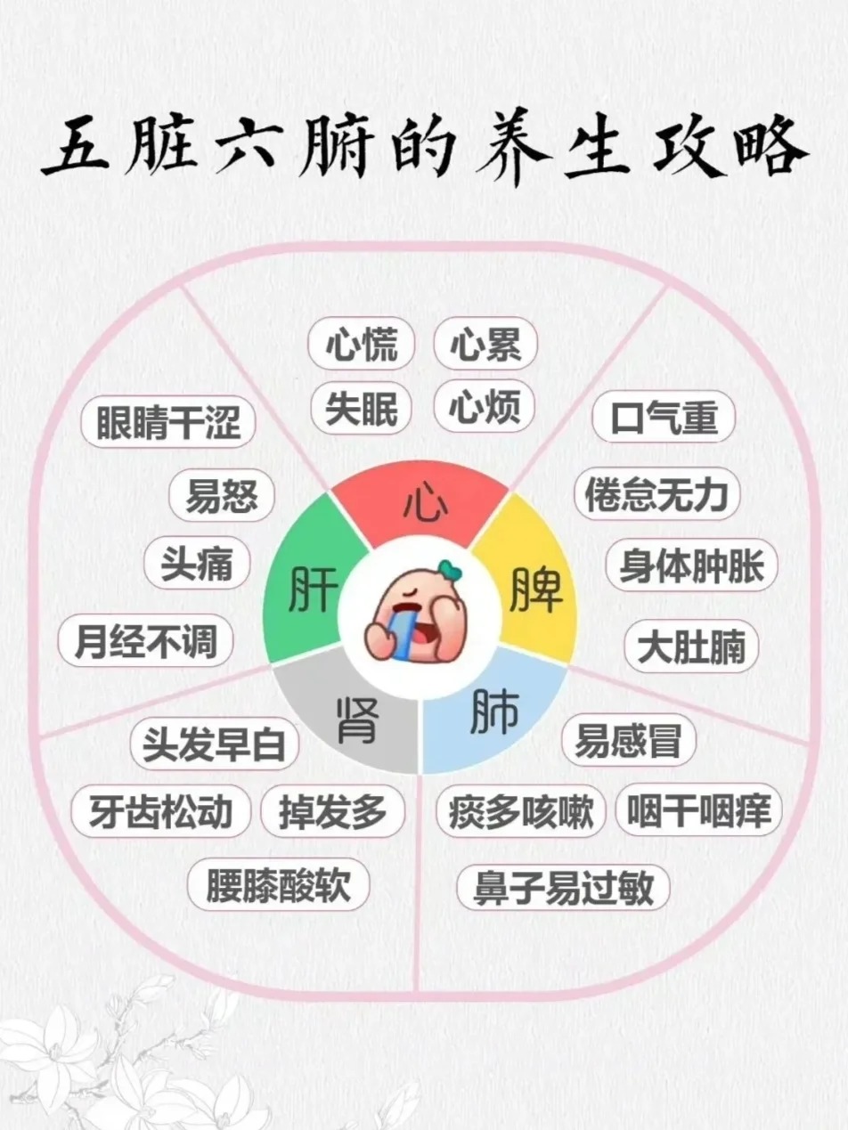 中医理论,五脏指的是心,肝,脾,肺,肾,而六腑则包括胆,胃,小肠,大肠