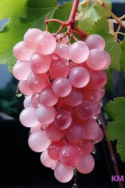 日本玫瑰葡萄是一种有着数千年历史的水果,它被用来制作清淡,新鲜