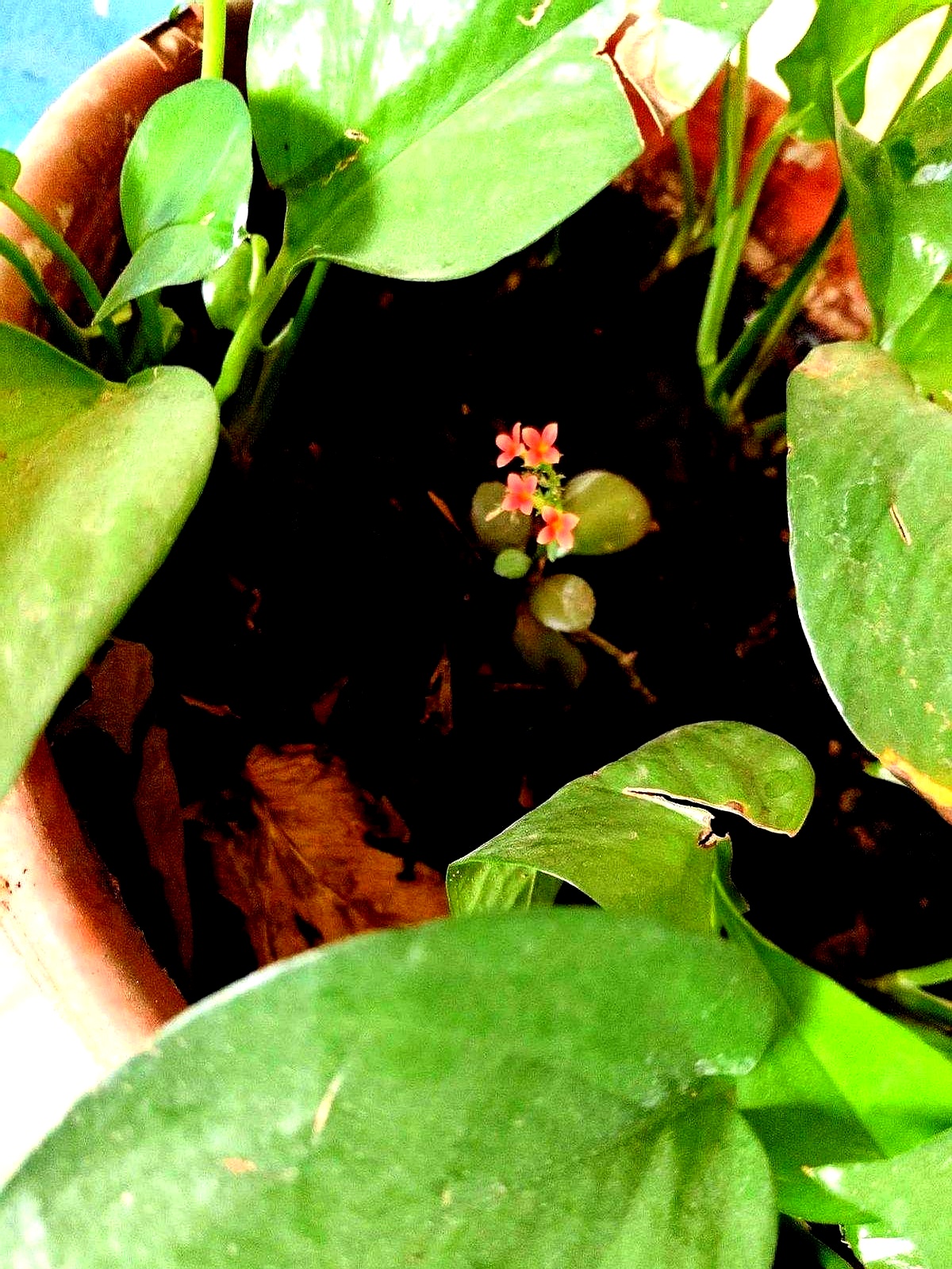 公司新来了一个女大学生,长得好看又会说话,老板很