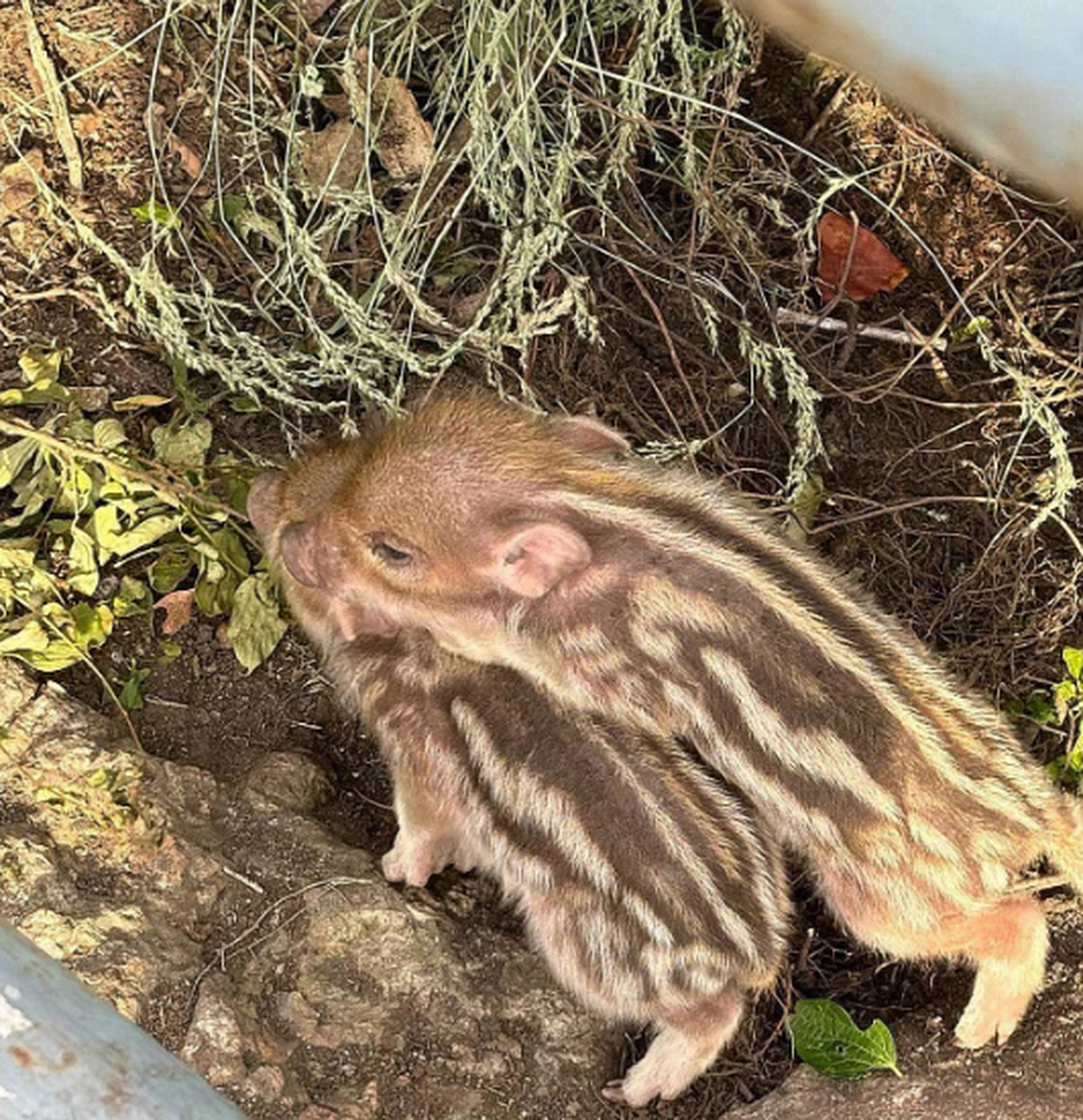 在房子后面看见了几只小花猪,太可爱了,我就寻思着把他们抱回家放宠物