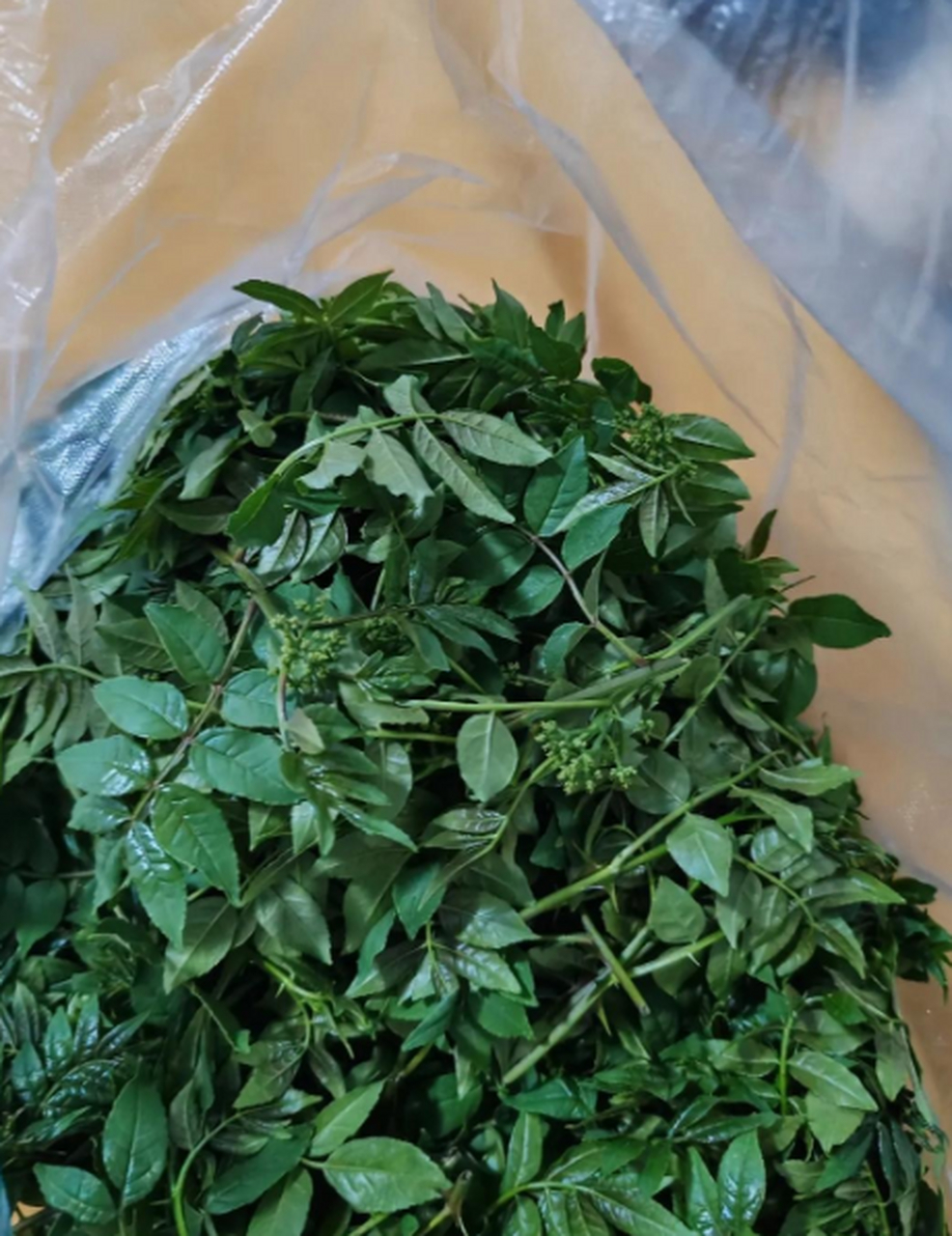 婆婆说这野菜很好吃,这还带刺,怎么吃啊?