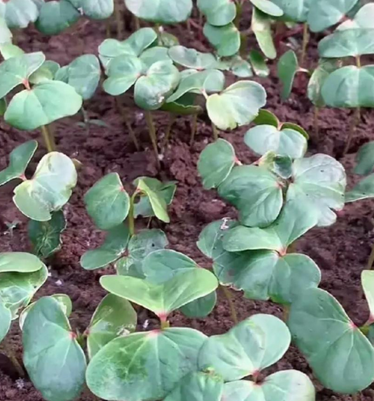 认识这个的应该年龄都不小了吧?你没看错,这个就是棉花苗