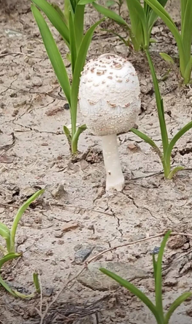 毛头鬼伞,又叫鸡腿菇,没黑之前能吃,但吃的时候不能喝酒
