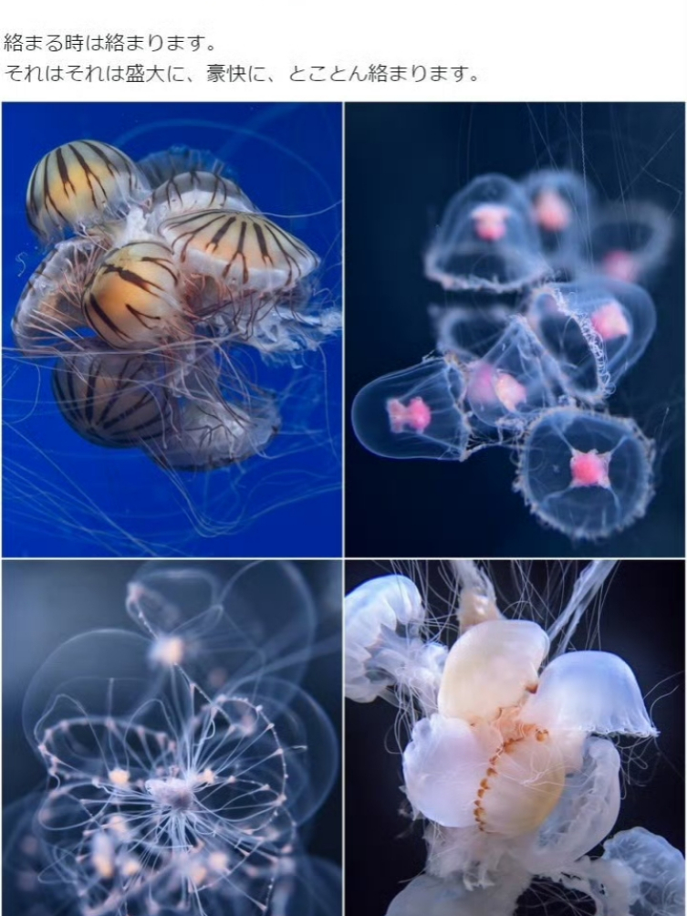 每次看到水母的时候,我心里都会冒出一个好奇的问题:那么多触手,它们