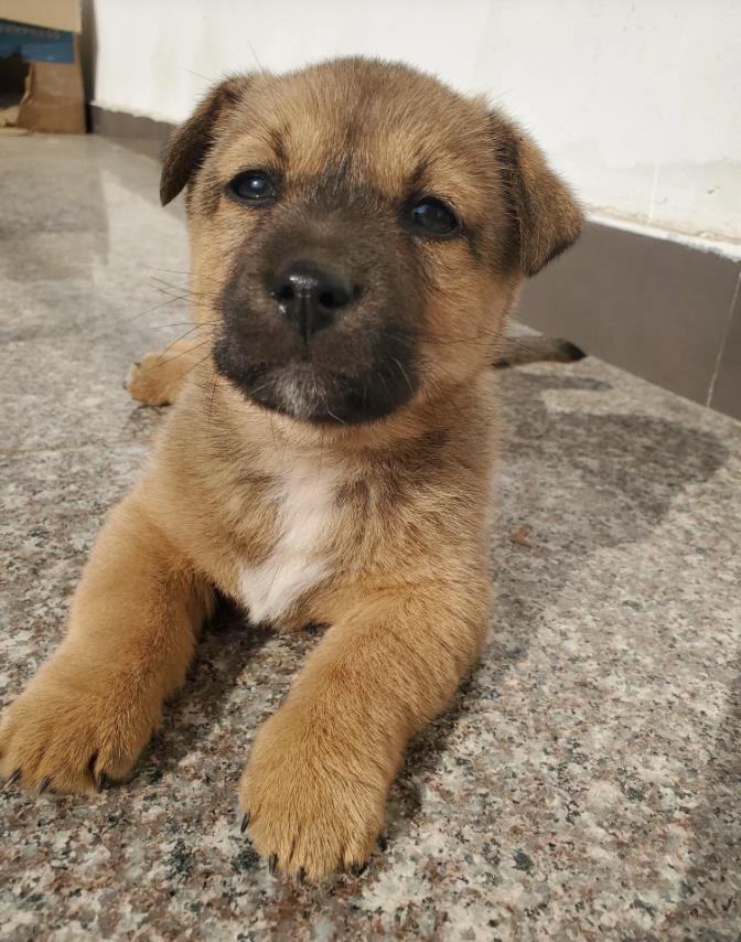 想要买到一只纯种的土狗