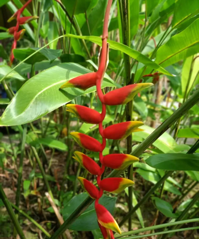 蝴蝶风草药(蝴蝶草药用功效)
