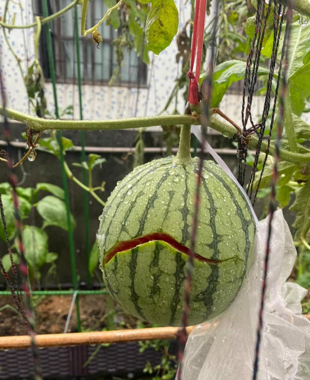 这么简单的道理西瓜想开了你都没想开?