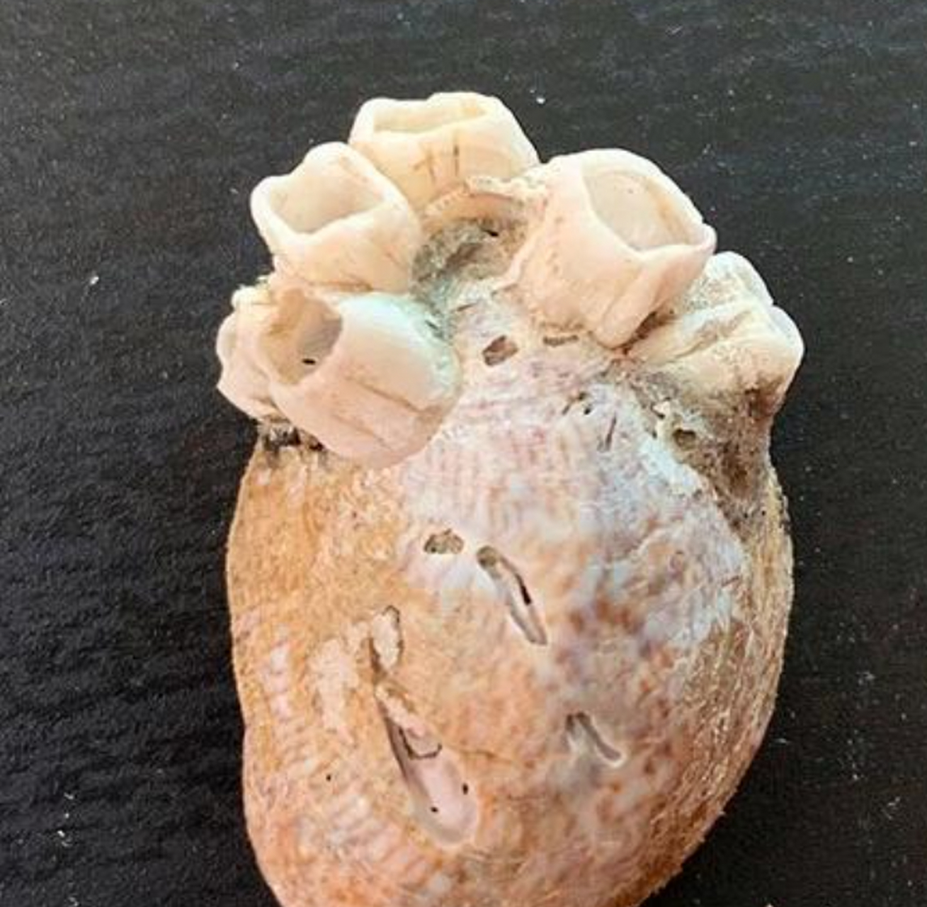 长着藤壶的贝壳,看起来像是心脏一样,非常神奇