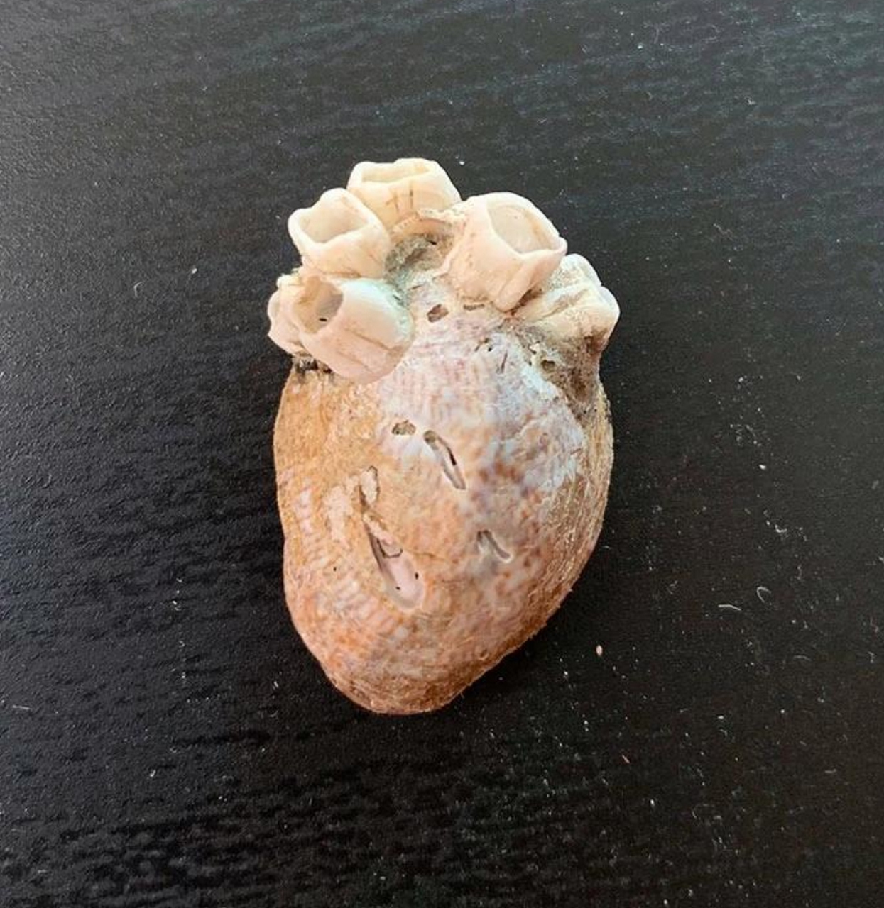 长着藤壶的贝壳,看起来像是心脏一样,非常神奇