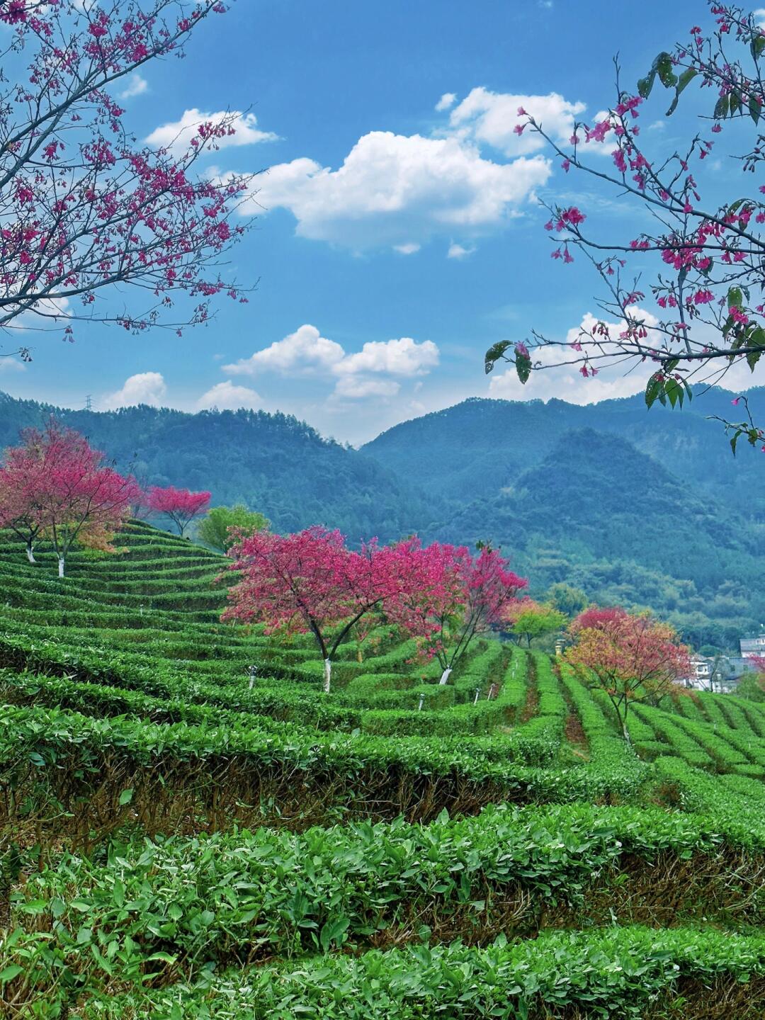 就在广东99%人不知道这片茶园花海 春天赏花马上安排 现在正是花花
