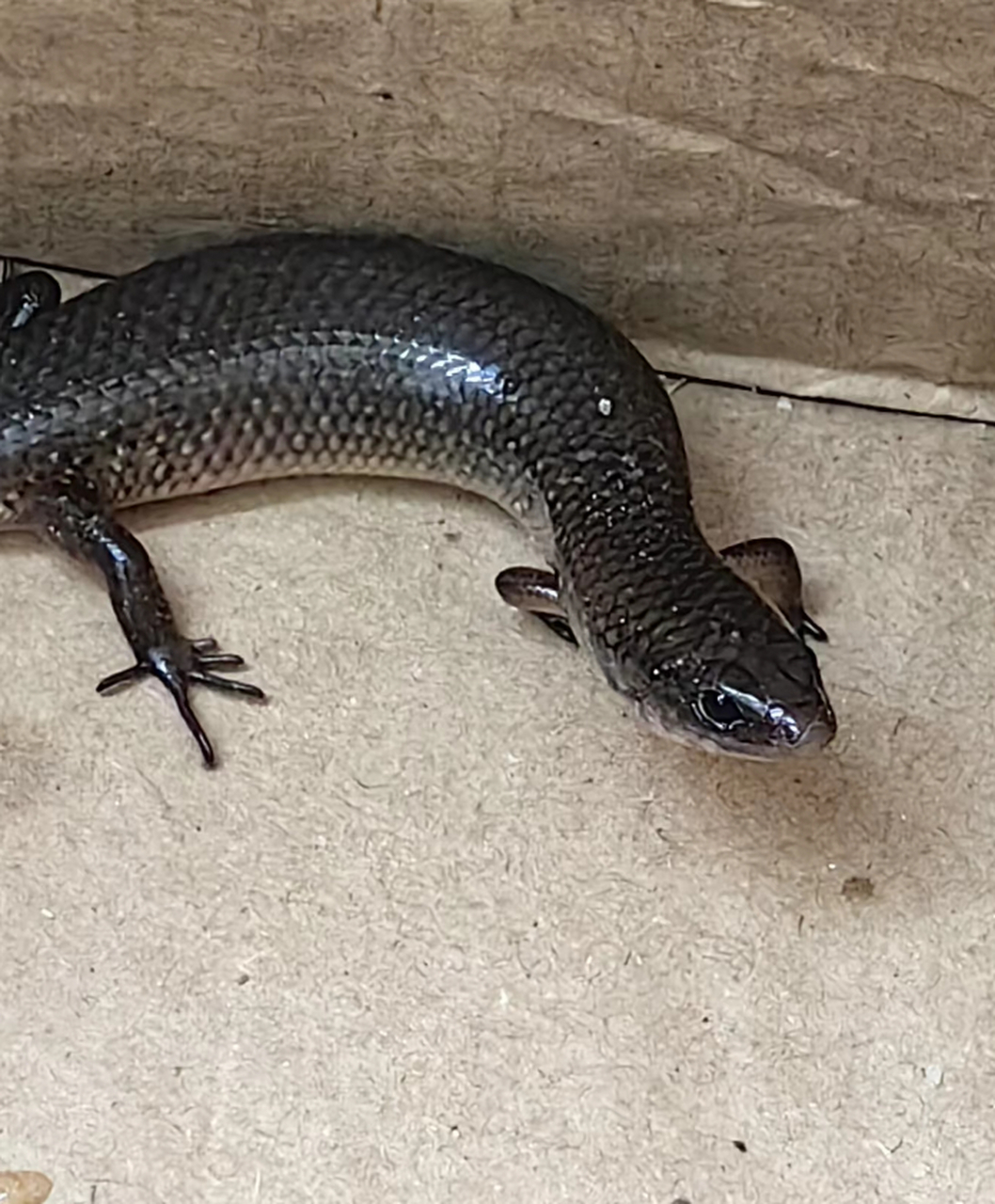 捡到一条四脚蛇,能不能养?有毒吗?