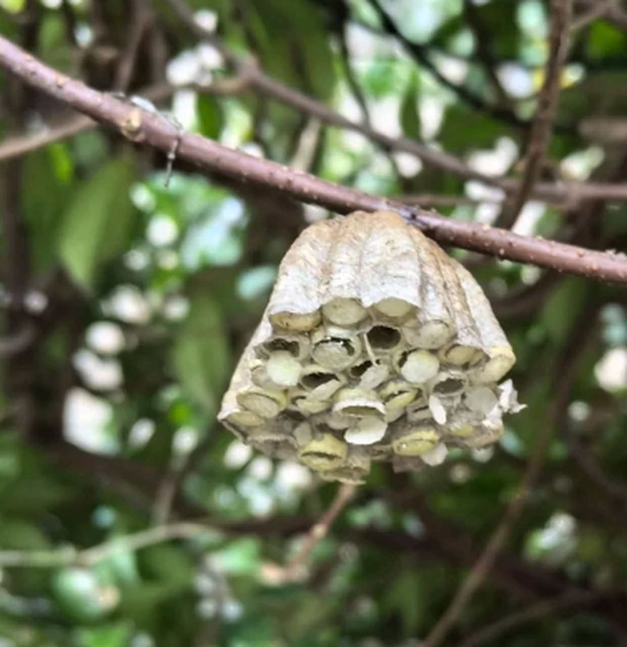 请问大家这是风车茉莉的果子吗?